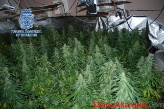 20160810 foto marihuana