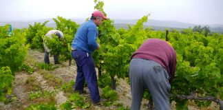 El Instituto de Investigación y Formación Agraria y Pesquera (Ifapa) desarrolla BACO, que permitirá optimizar la conservación de los recursos naturales.
